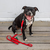 Ziippup Dog Lead with Built-in Poop Bag Holder - Red