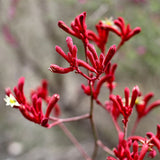 Urban Greens - Grow Kit - Australian Native Kangaroo Paws